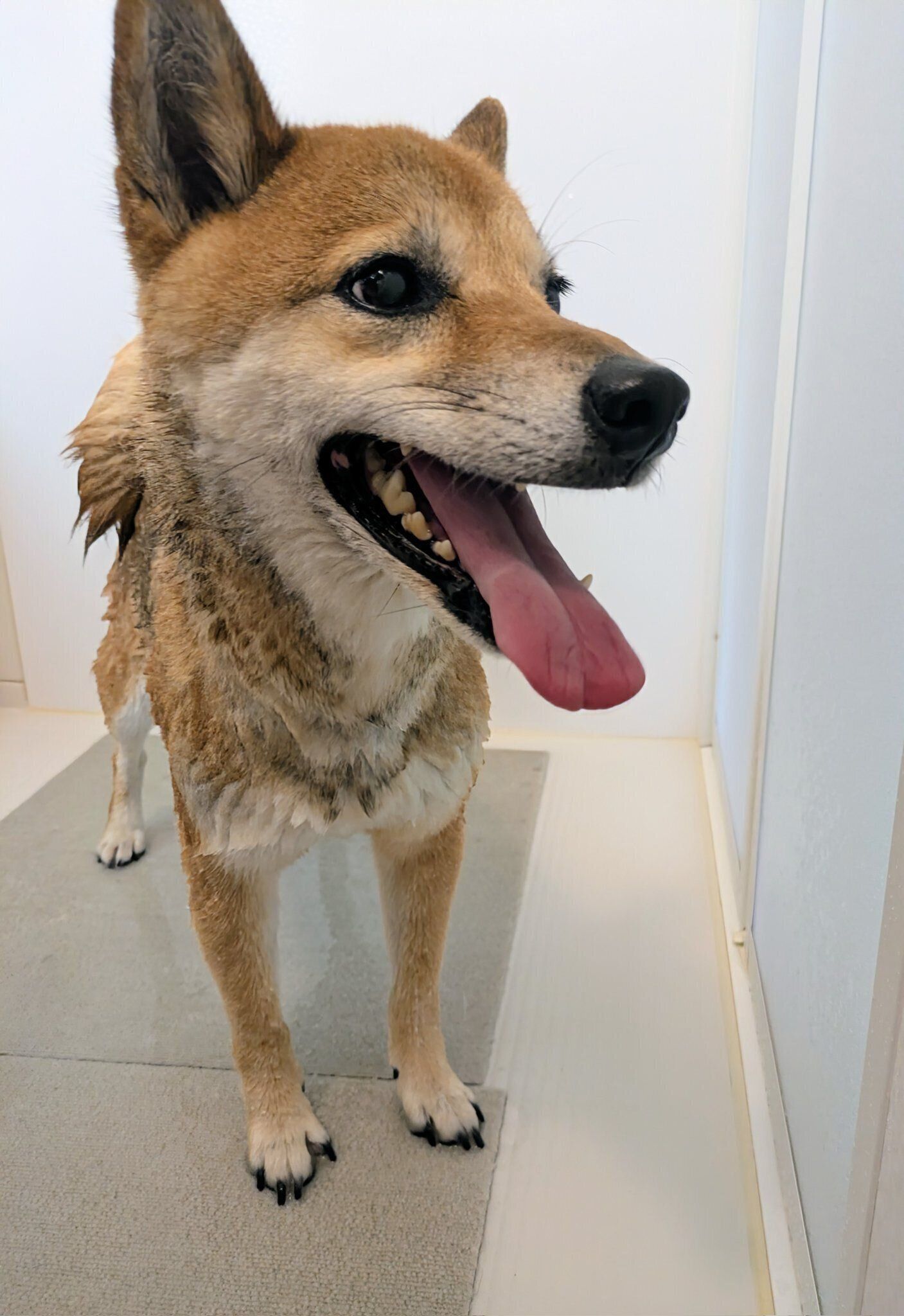 シャンプー中の柴犬