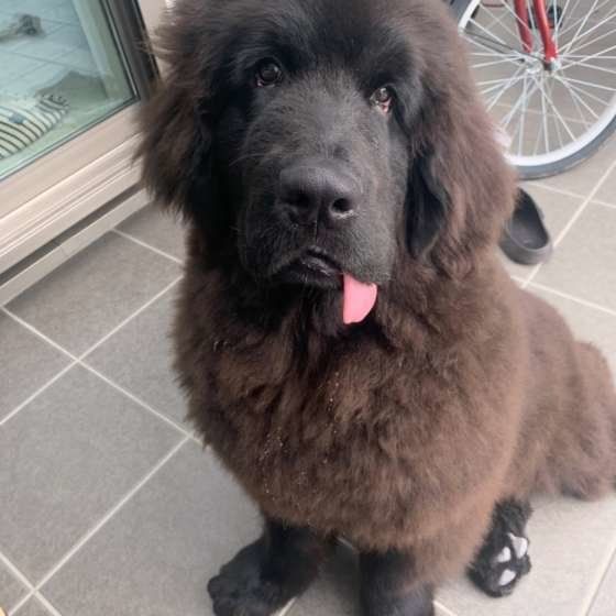 スイスイ泳ぐ！泳ぎが得意な犬種ランキングベスト3 ニューファンドランド