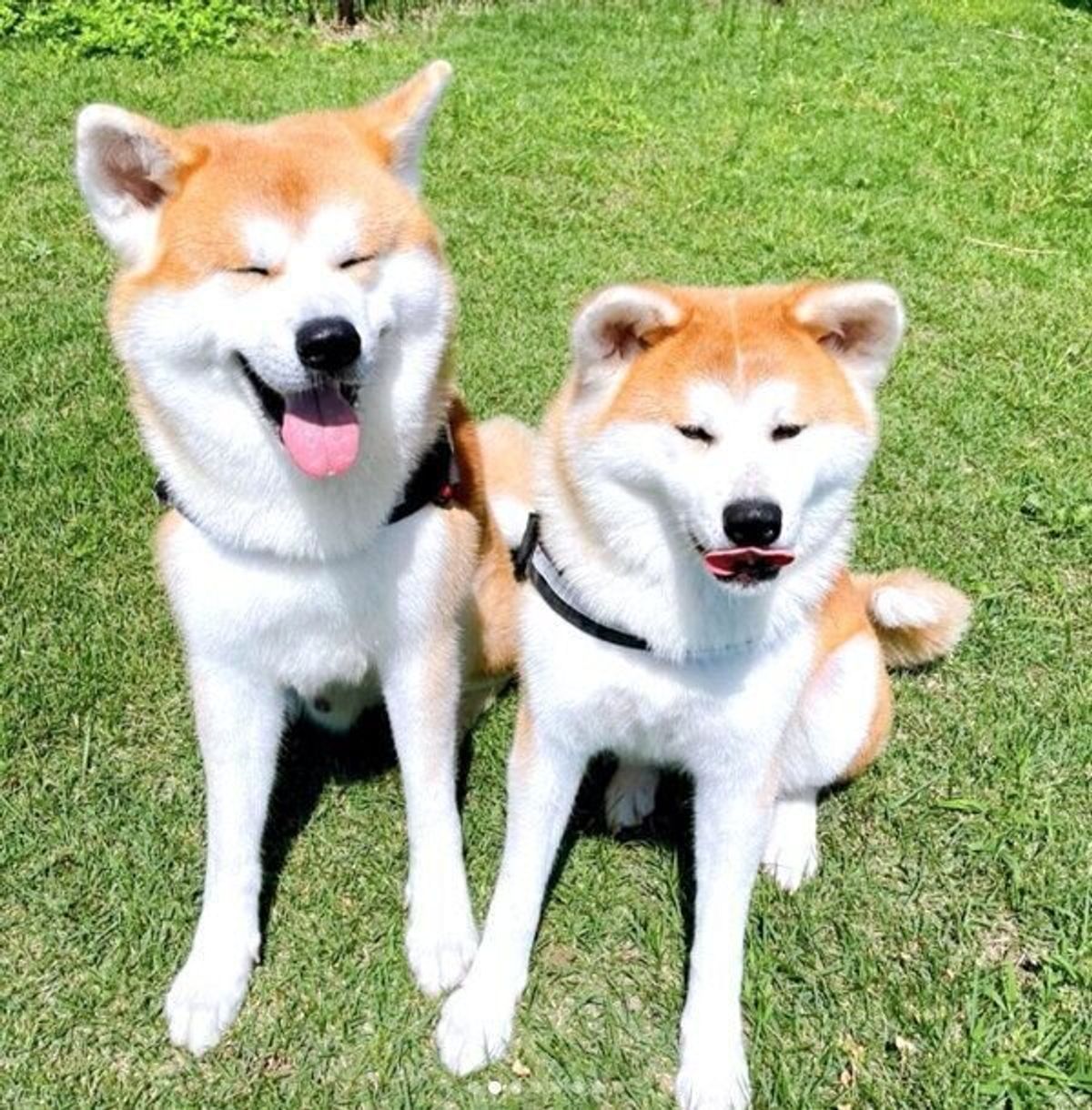 耳が大きくて キツネ と間違われがちだった秋田犬の子犬 カッコよく成長した姿にキュン いぬのきもちweb Magazine 耳が大きくて キツネ と間違われがちだった秋田犬の子犬 カッコよく成長した姿にキュン いぬのきもちweb Magazine