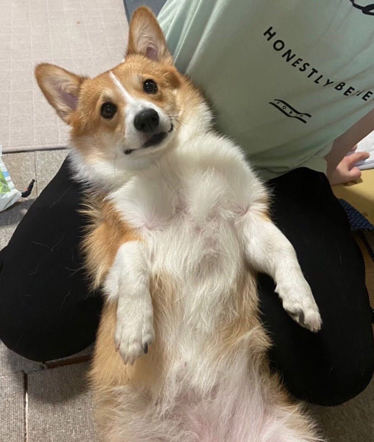 お腹を見せるせこむちゃん