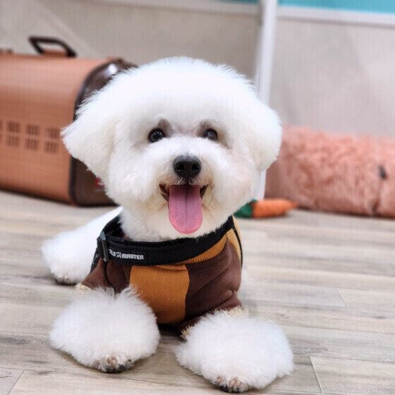 犬のうれションは嬉しすぎて起こる？ うれションにまつわる疑問と対応とは いぬのきもち