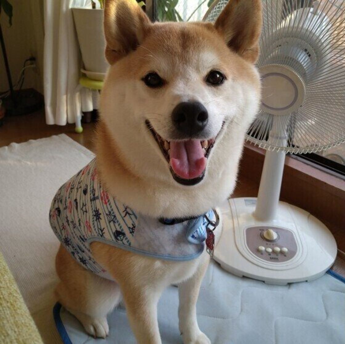 暑い季節 愛犬の口の生臭さ を感じるのはどうして 獣医師に聞いてみた いぬのきもちweb Magazine 暑い季節 愛犬の口の生臭さ を感じるのはどうして 獣医師に聞いてみた いぬのきもちweb Magazine