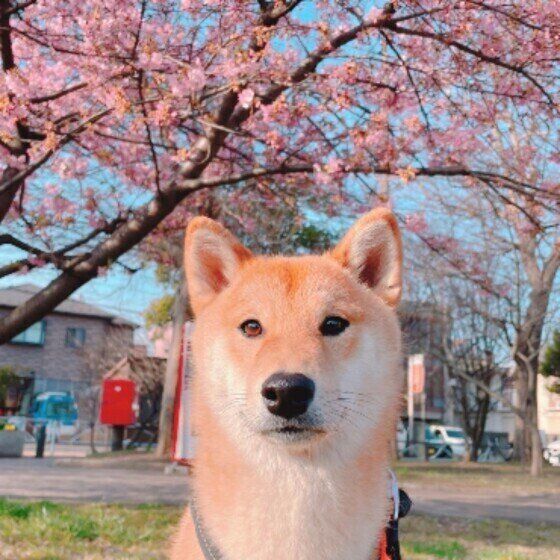 どんな病気にかかりやすい?春に多い犬の病気ベスト3 いぬのきもち