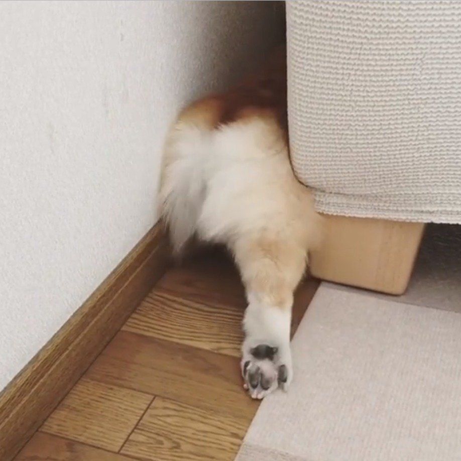 がんばっておもちゃを取ろうとするあろまちゃん