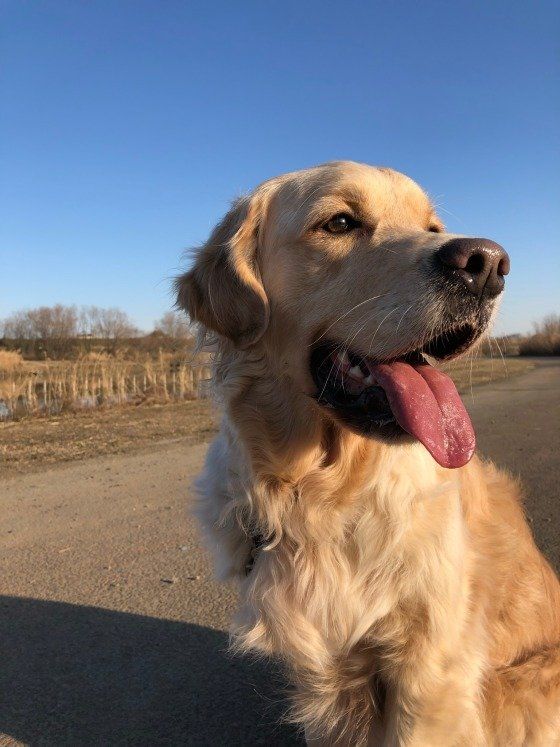 ゴールデン・レトリーバーのラズくん