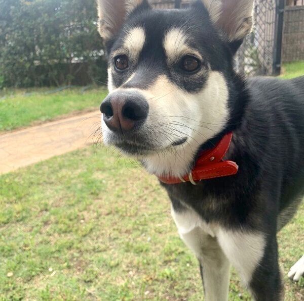 見つめるまろちゃん