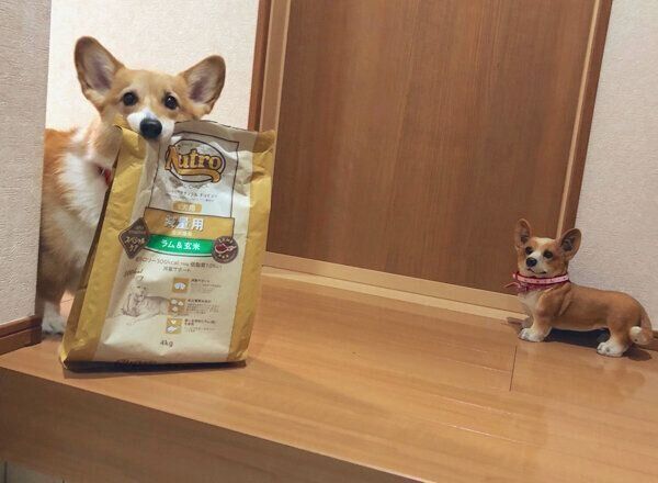 ドッグフードの袋を運ぶベルちゃん