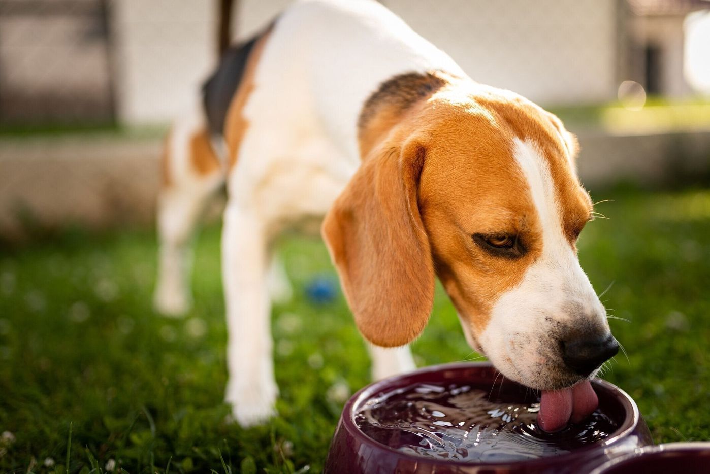 犬にアルコールを飲ませるのが絶対にダメな理由 小型犬の致死量は いぬのきもちweb Magazine 犬にアルコールを飲ませるのが絶対にダメな理由 小型犬の致死量は いぬのきもちweb Magazine