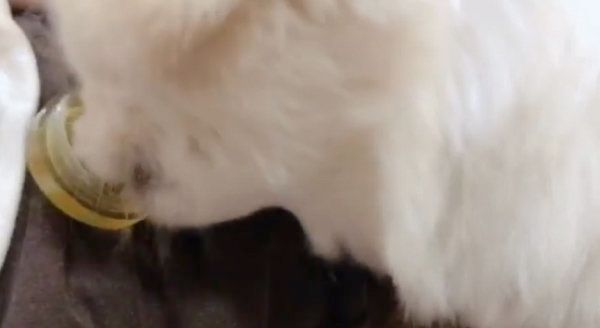 おやつタイムのペキニーズ