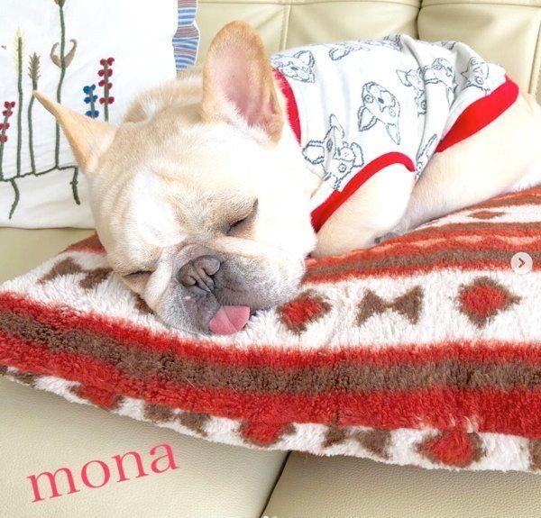 元繁殖犬・フレンチ・ブルドッグのもなちゃん