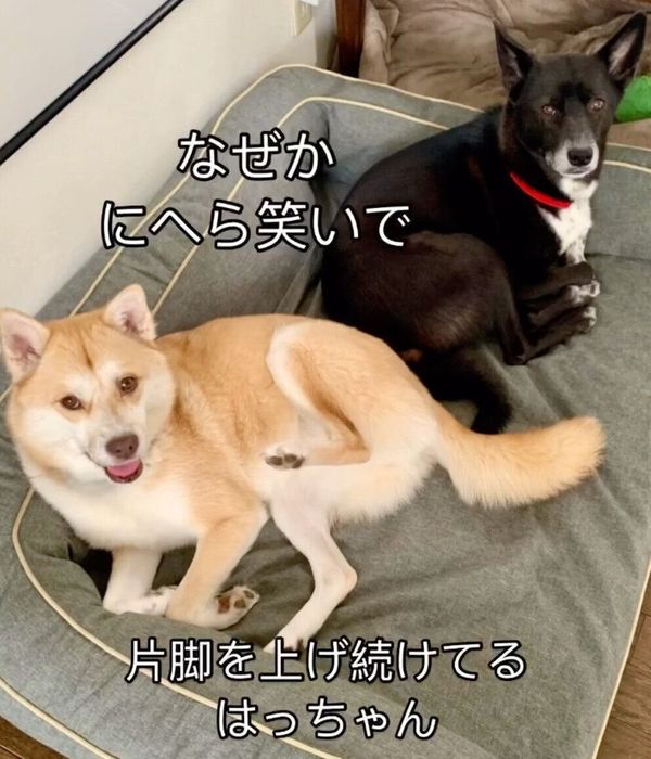 片足を上げるハチちゃんとそばでくつろぐターシャちゃん