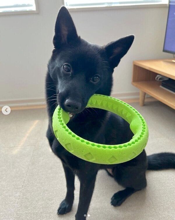 おもちゃをくわえるよもぎちゃん