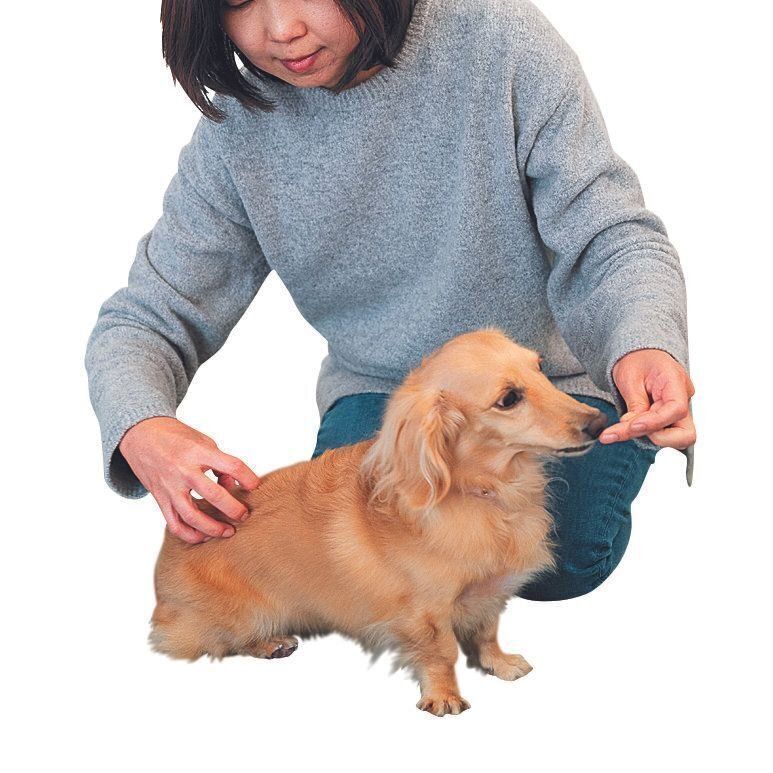 指をブラシに見立てて、おやつを与えながら