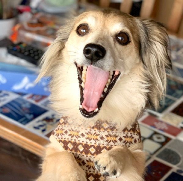 笑うモコナモドキちゃん