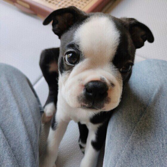 犬が二本足で立ったりジャンプをすることが危険な理由と対処法 いぬのきもち