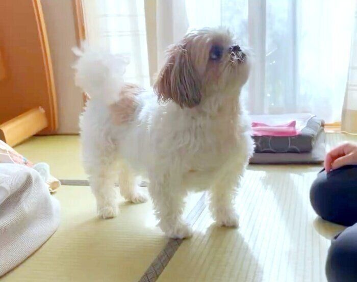 飼い主さんを見上げながらしっぽを大きく振るモコくん