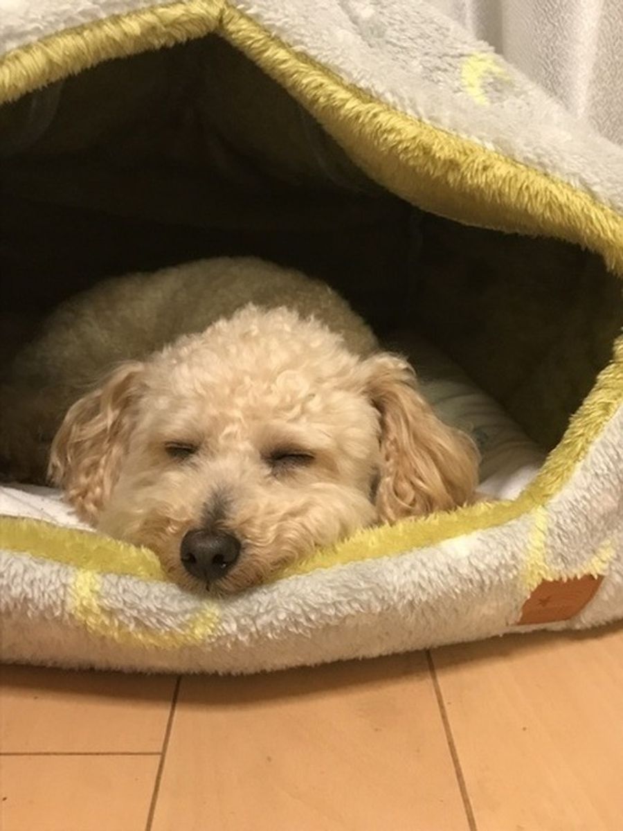 共働きで犬を飼うには 犬を飼う大変さと大きな喜び 教えます いぬのきもちweb Magazine 共働きで犬を飼うには 犬を飼う大変さと大きな喜び 教えます いぬのきもちweb Magazine