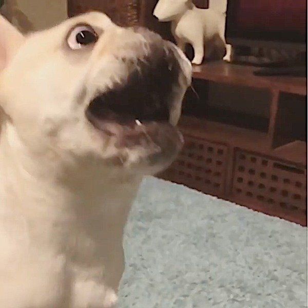 ドライヤーに威嚇するフレンチ・ブルドッグ