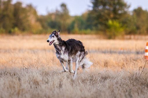 ボルゾイの特徴・性格 最新価格と飼い方｜いぬのきもち 犬図鑑