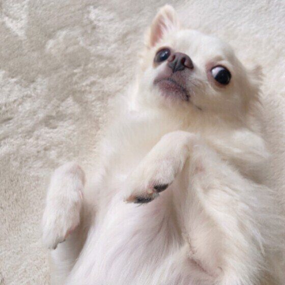 心を許している証拠？ お腹を出す犬と出さない犬の違い いぬのきもち