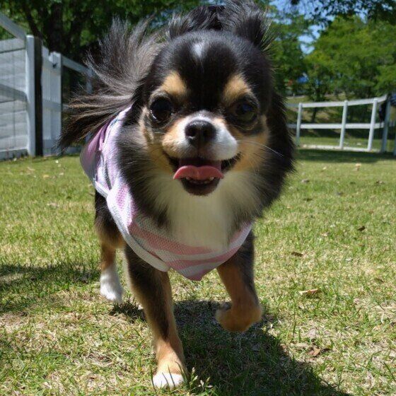 犬の心雑音ってどんな音？ 犬の心臓に雑音が起こる原因とは いぬのきもち