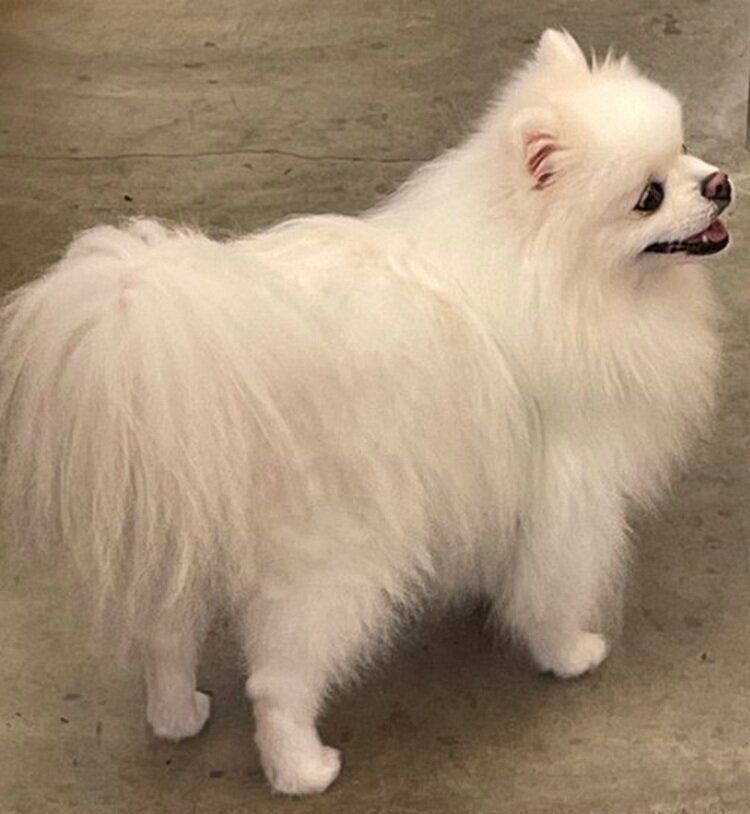 とにかくかわいいらんまるくん