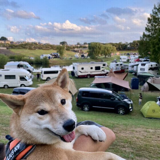 犬が車酔いをする原因と症状、おでかけ時の対策を獣医師に聞いた いぬのきもち