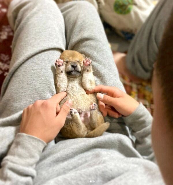 されるがままの豆柴の子犬