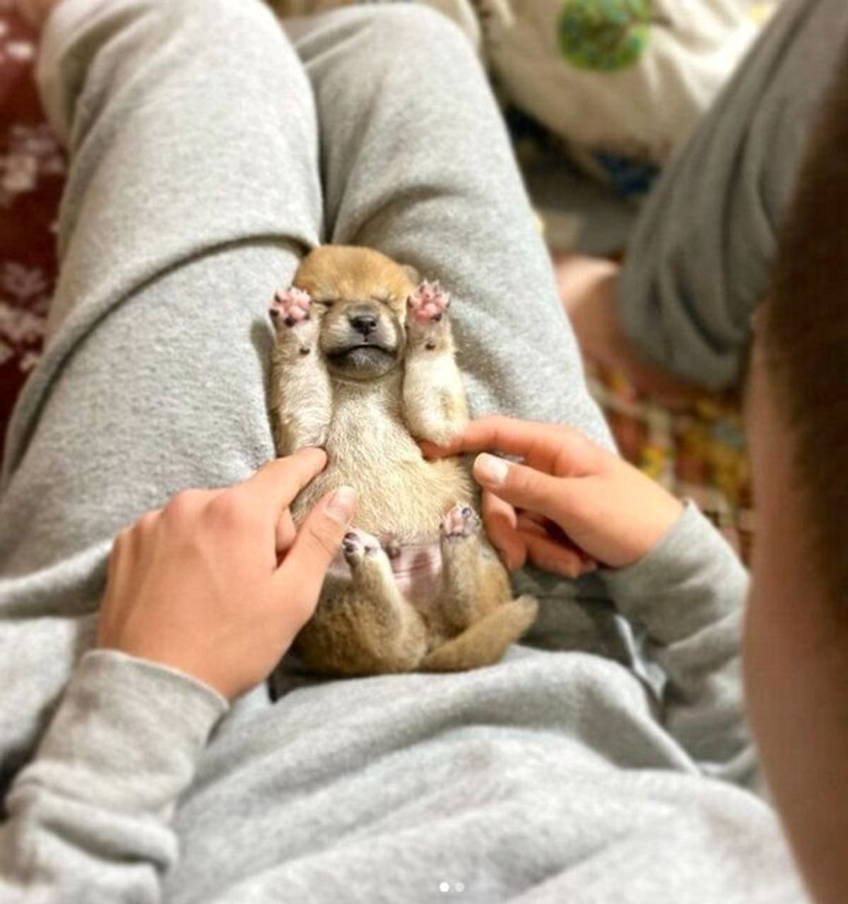 永遠にこちょこちょしたい 飼い主さんの膝の上で されるがまま状態 な豆柴の赤ちゃんに悶絶 いぬのきもちweb Magazine 永遠にこちょこちょしたい 飼い主さんの膝の上で されるがまま状態 な豆柴の赤ちゃんに悶絶 いぬのきもちweb Magazine