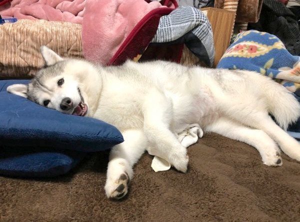 幸せそうな表情を見せるシルビアちゃん