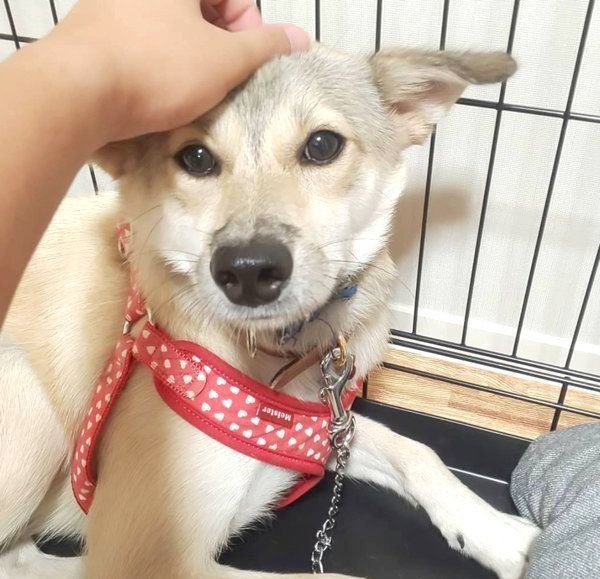 元保護犬・MIXのめるちゃん