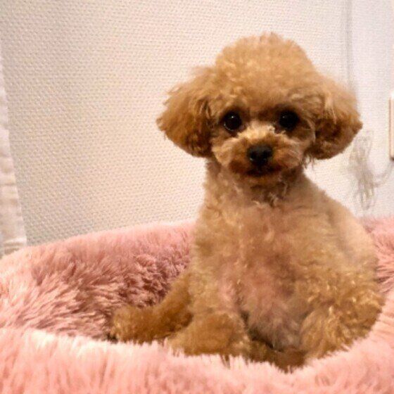 見つめるトイ・プードル