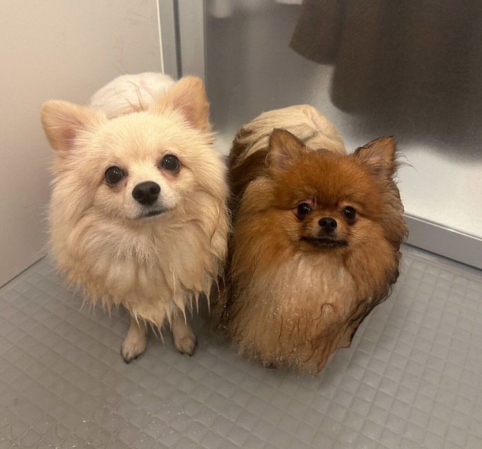お風呂に入る兄犬・ポンくん、ミルモくん