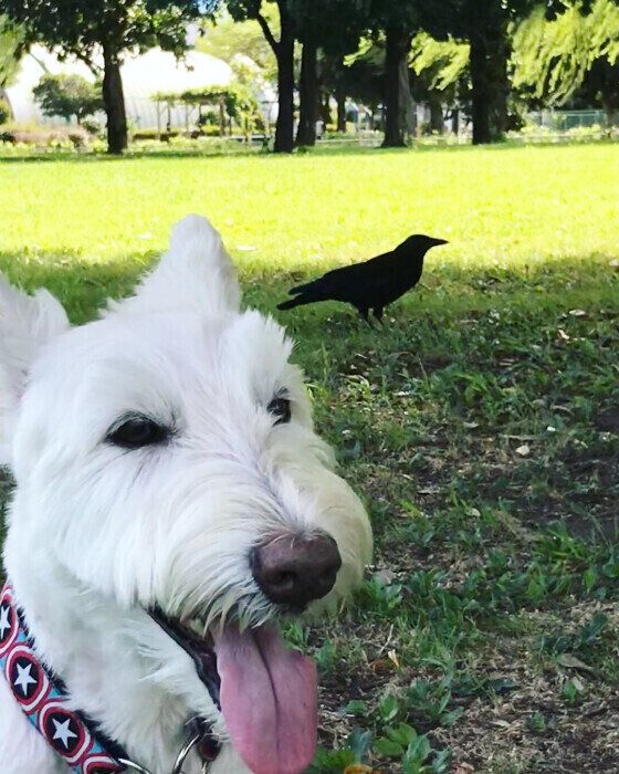 散歩中のスコティッシュ・テリア