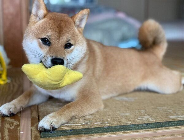 ぬいぐるみをくわえるみみちゃん