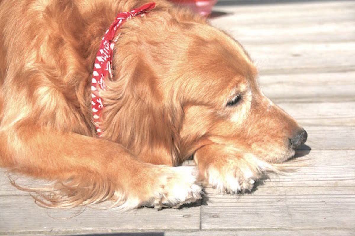 やっと出会えた 里子と里親から本当の家族に 保護犬を迎えるということ いぬのきもちweb Magazine やっと出会えた 里子と里親から本当の家族に 保護犬を迎えるということ いぬのきもちweb Magazine