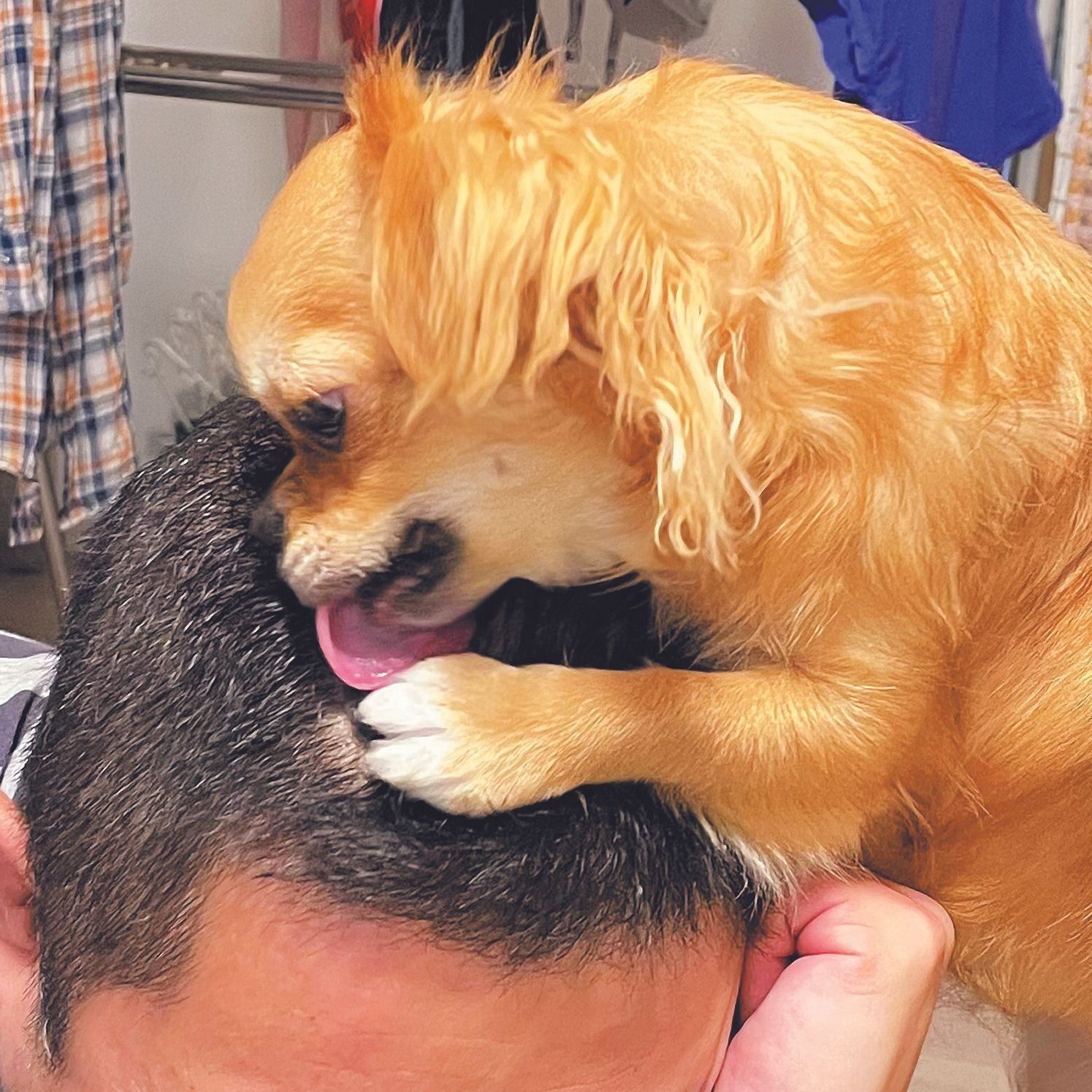 福島県 ちくわちゃん（メス・1才／4.8kg／チワワ／おっとりのんびりでやさしい）