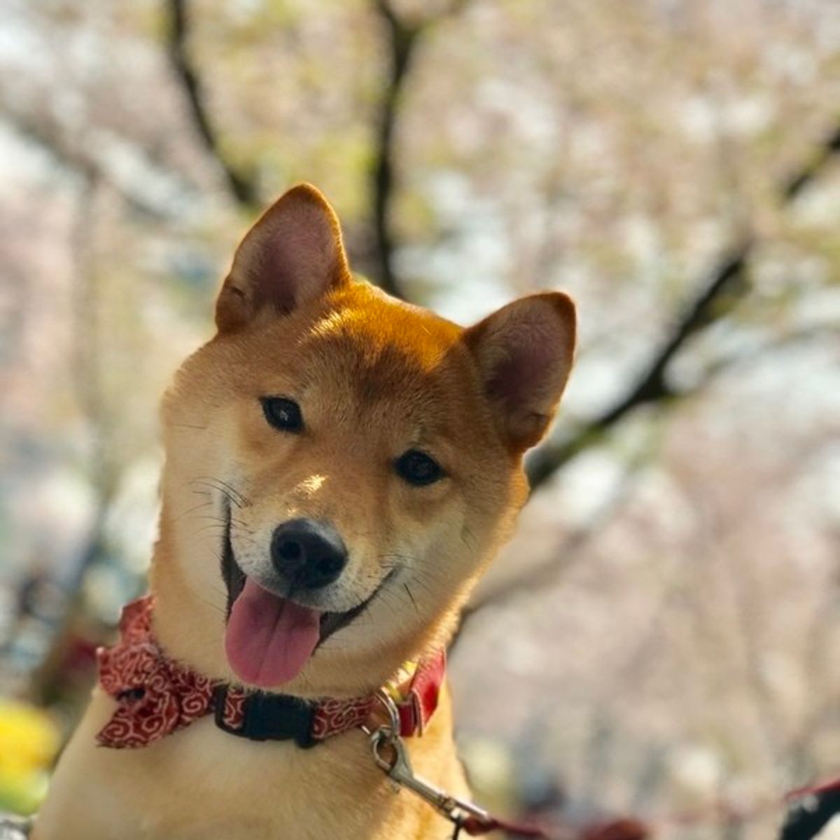 犬は賢いと思い込み プロもやってしまった しくじりしつけ とは いぬのきもちweb Magazine 犬は賢いと思い込み プロもやってしまった しくじりしつけ とは いぬのきもちweb Magazine