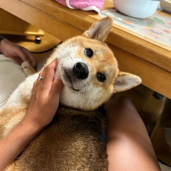 まったりするハチちゃん