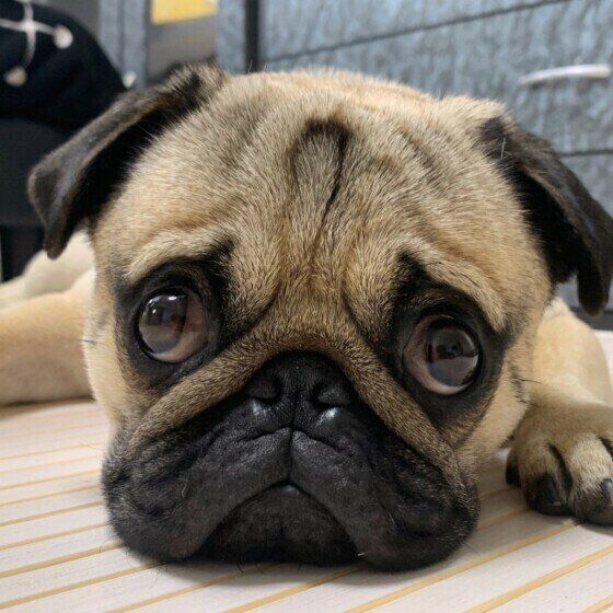 季節的に鼻の色素が薄くなるウインターノーズ（スノーノーズ）