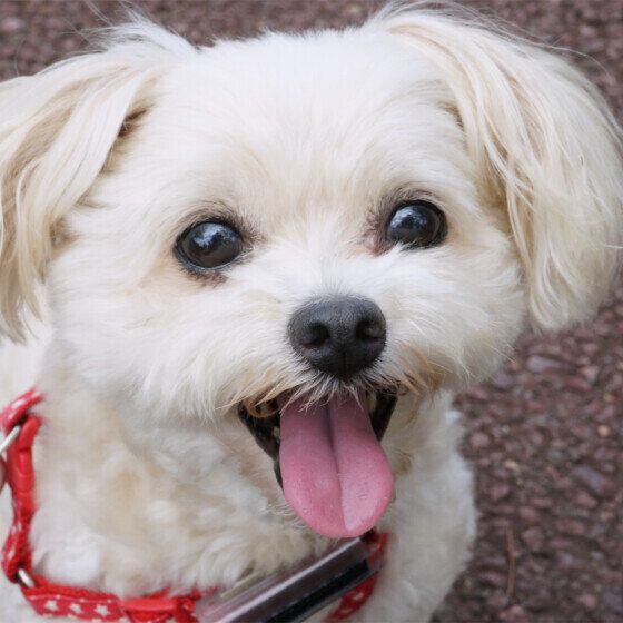 認知症になりやすい犬の傾向とは？ 犬の認知症の症状と飼い主ができること いぬのきもち