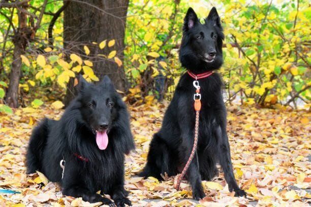 2頭のベルジアン・シェパード・ドッグ・グローネンダール