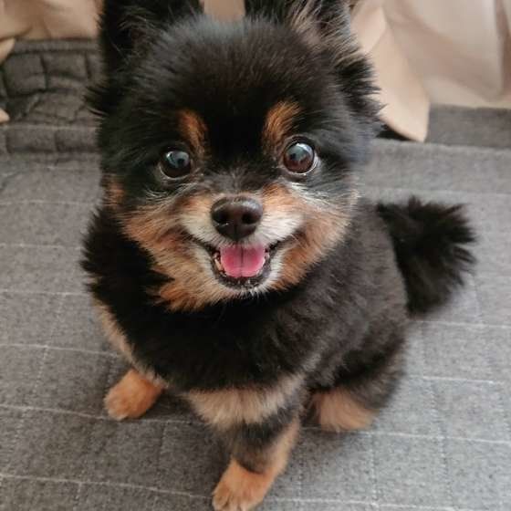 まんまるお目めのポメラニアン