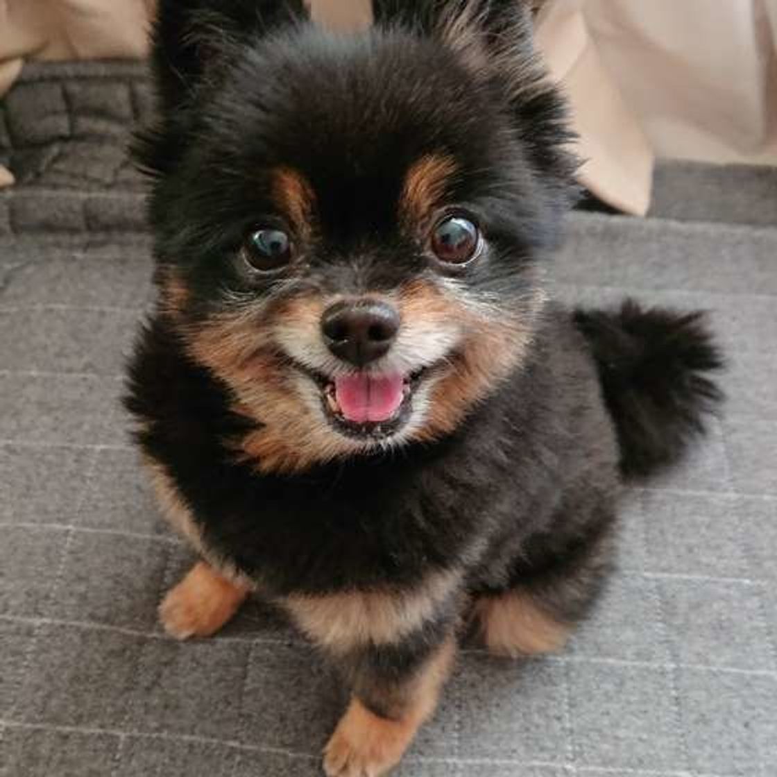 当てはまったら要改善 犬のしつけがうまくいかない人 の特徴7つ いぬのきもちweb Magazine