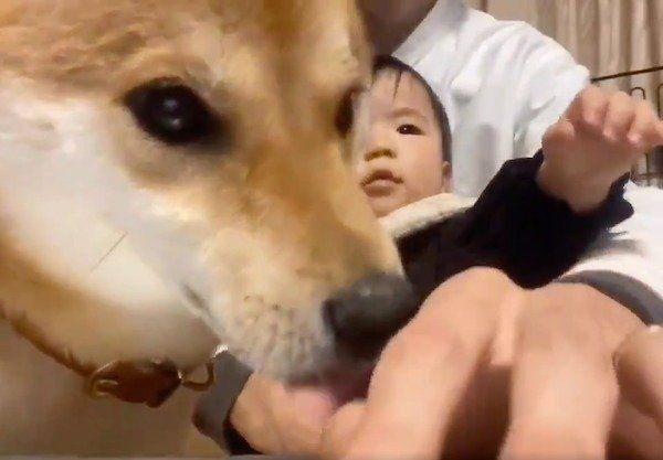 在宅ワークを邪魔するりんご郎くんと妹ちゃん