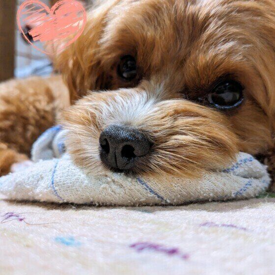 アンニュイな小夏ちゃん