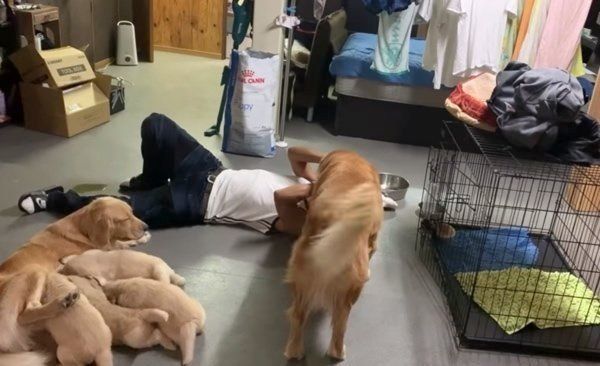 飼い主さんとじゃれるゴールデン・レトリーバー