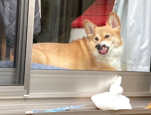 すごい顔で見てくるベルちゃん