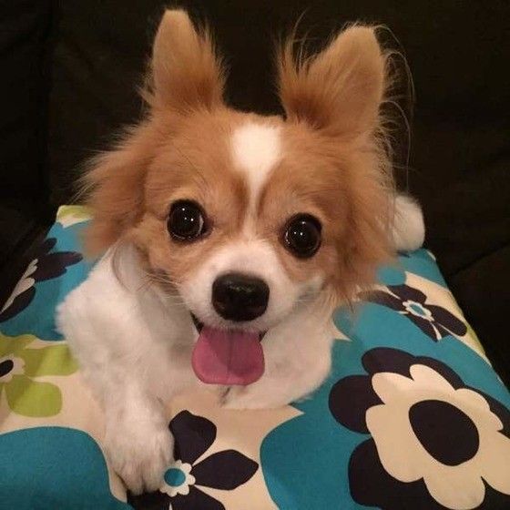 メル愛犬溺愛ページ ♢MEL様専用♢ メル愛犬溺愛様専用 Mel様確認ページ