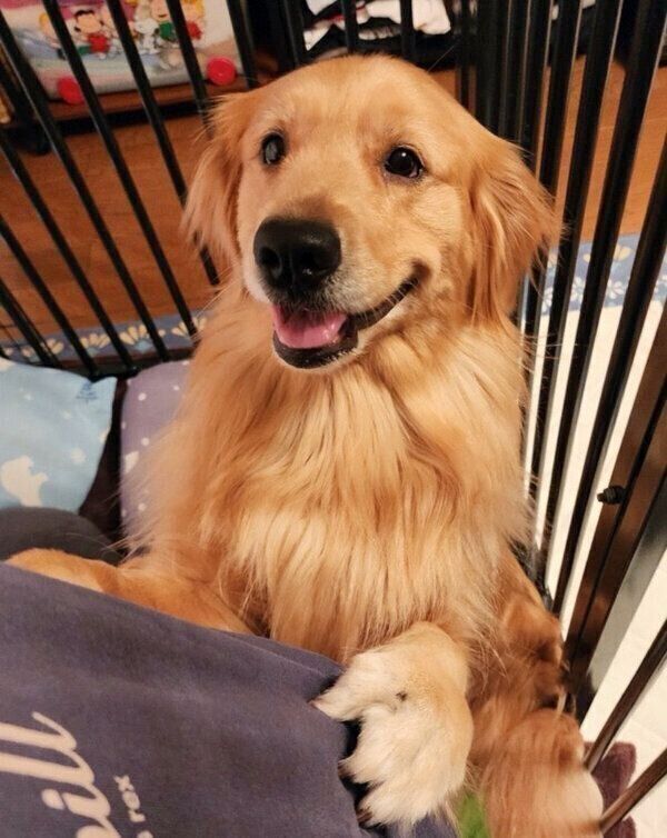 あそんでアピールをするシャーロットちゃん